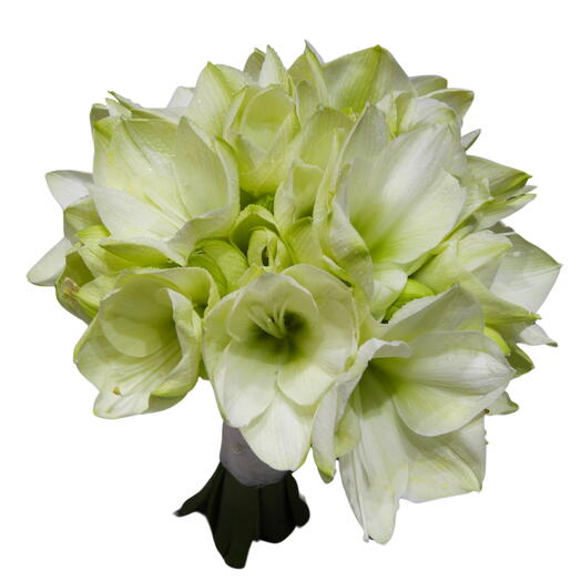 Amaryllis Dream Bouquet