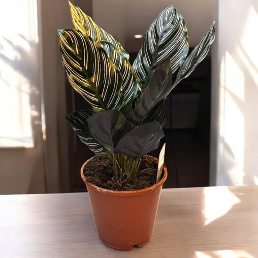 Calathea Ornata