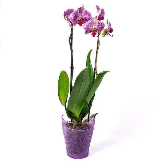 Orchidea rosa 2 rami