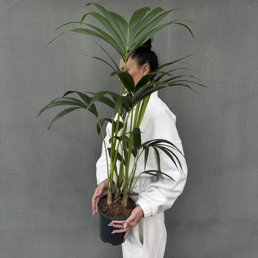 Botanee by