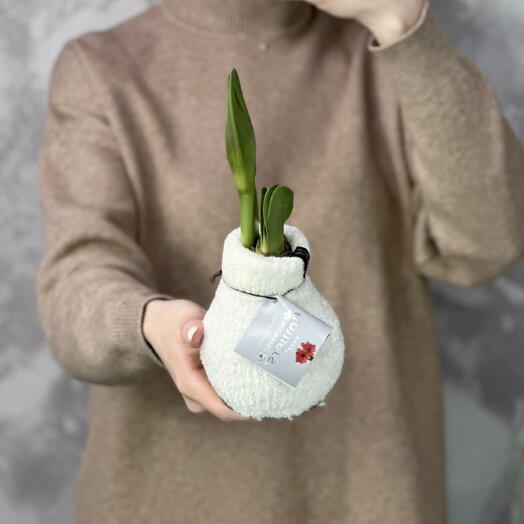 Флоэма
