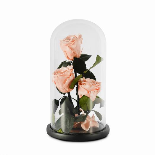 Peach Preserved Roses in Glass Dome Trio