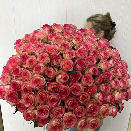 Magic Roses 