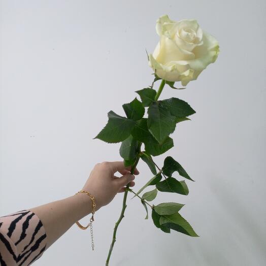 Biała Róża 70 cm