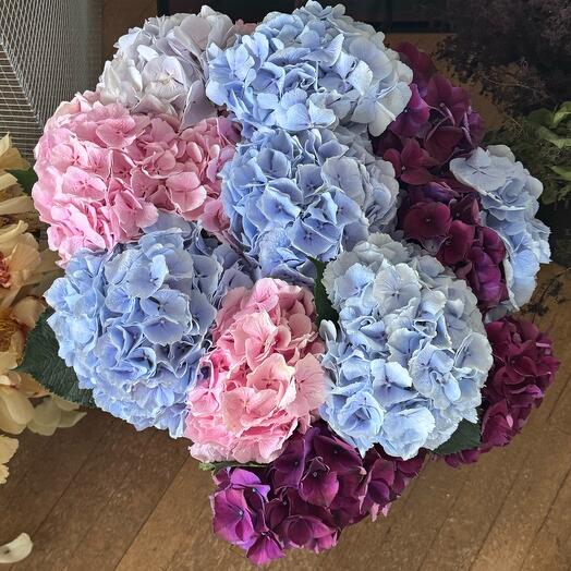 Hortensia melange 11 stems