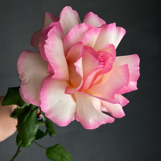 French rose 💖