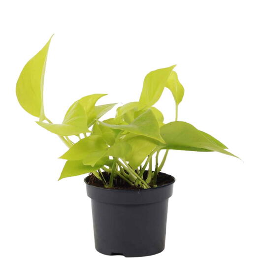 Scindapsus Golden Pothos