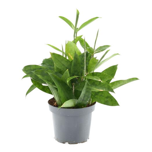 Dracaena Surculosa Plant