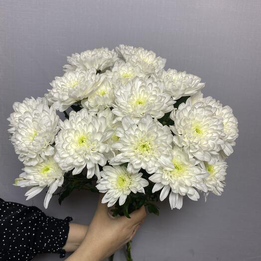 Хризантема