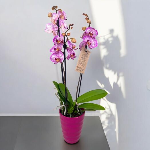 Orquidea Phalaenopsis Lila Real