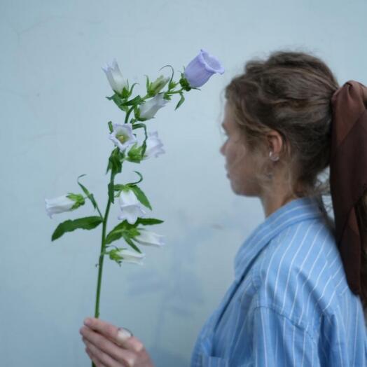 Сиреневый колокольчик