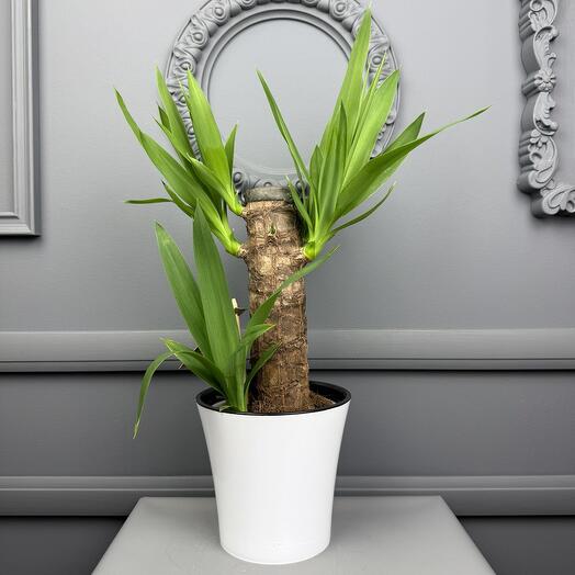 Пальма Юкка в белом кашпо D 14 Высота 40 см