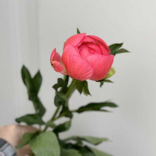 Цветы Лианы