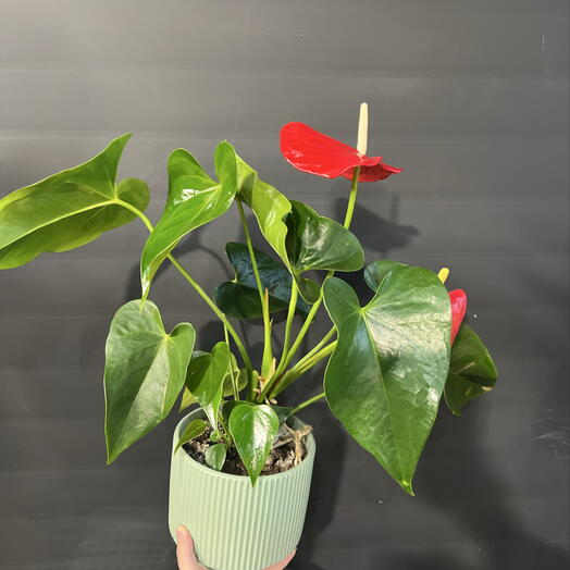 ELEGIY  flowers