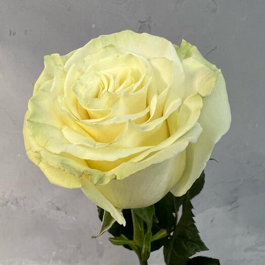 White Mondial Rose 60 cm
