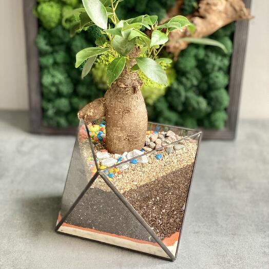 Exotica