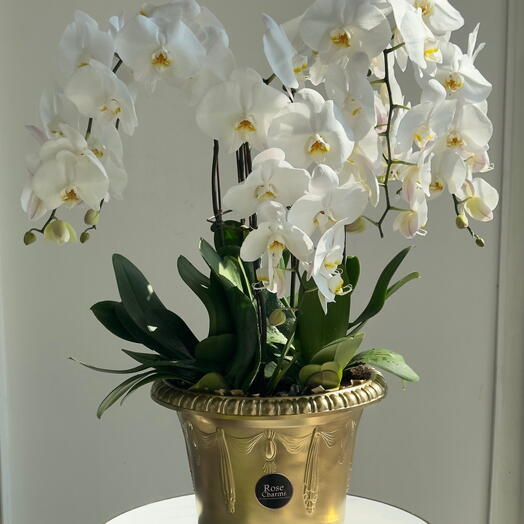 6 Stems White Phalaenopsis Orchid Plant