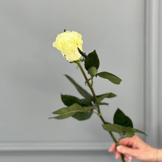 Роза Мондиал 60 см