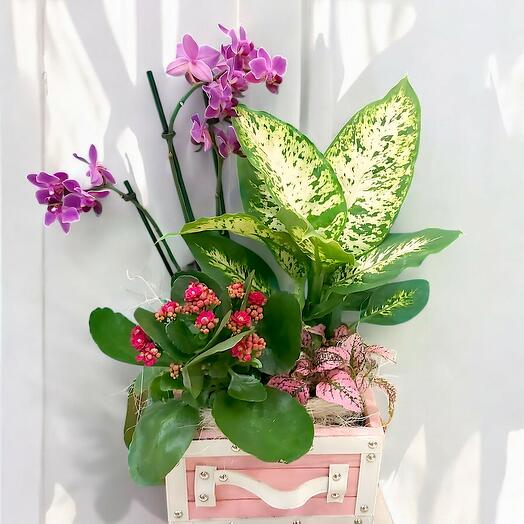 JJardin en Caja con Orquidea y Plantas de Interior