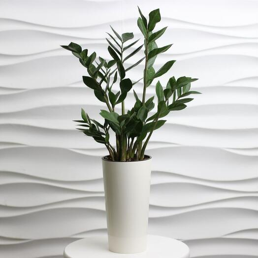 The houseplant is alive. Zamiokulkas (dollar tree) in a white long pot, 60 cm