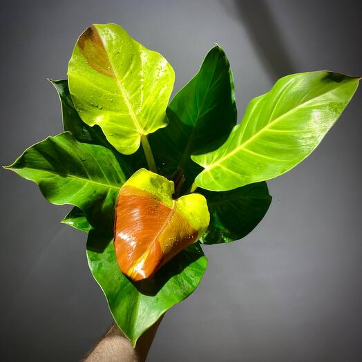 Филодендрон Еллоу Флейм