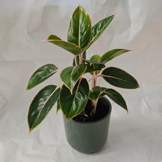MIXPLANTS SPb