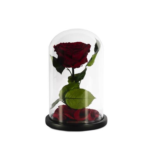 Dark Red Preserved Roses in a Glass Dome Single
