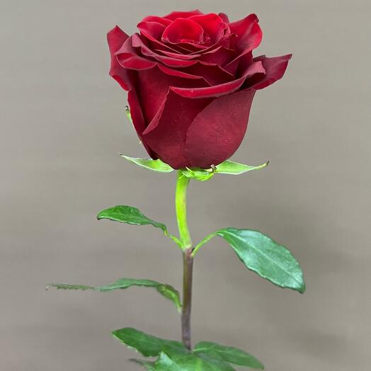 Rosa roja "Explorer" 90 cm