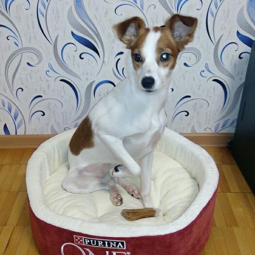 Фото апп