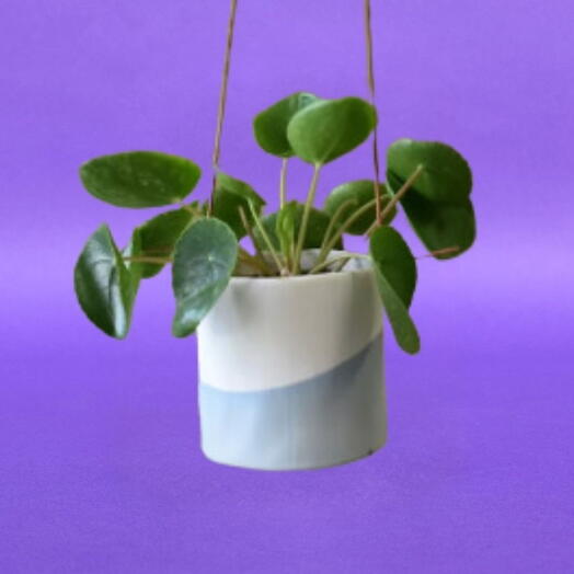 Pilea in hanging pot