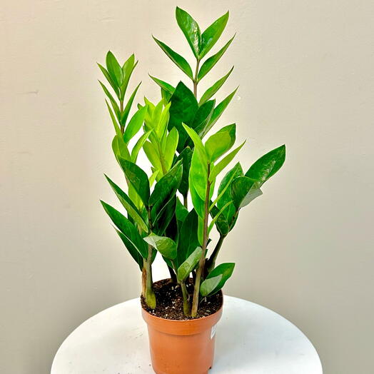 Zamioculcas Indoor plant