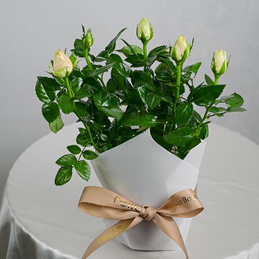 White Peach Rose in a Pot