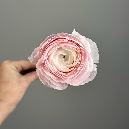 Ранункулюс розовый