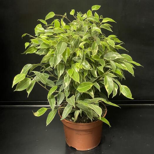 Ficus by Benjamin Kinki, gift package