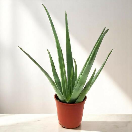 Aloe vera