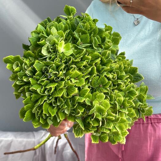 MIDORI