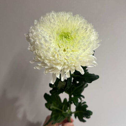 Royal Flower