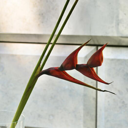 MIUIFLOWERS