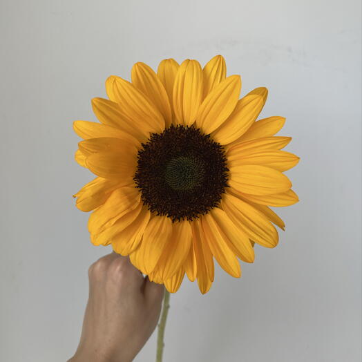 Balance flowers