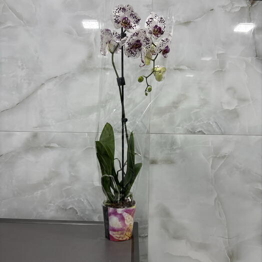 Lilac Flowers