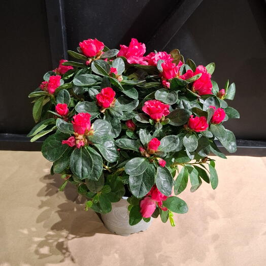 Art_flowers_msk цветы
