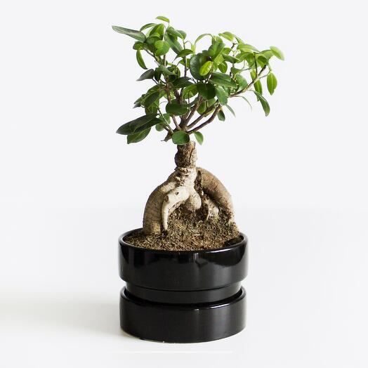 Ficus Ginseng Microcarpa