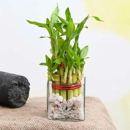 2 Layer Lucky Bamboo in Square Vase