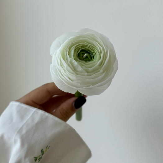 Ranunculus Candle ( white   green colour )