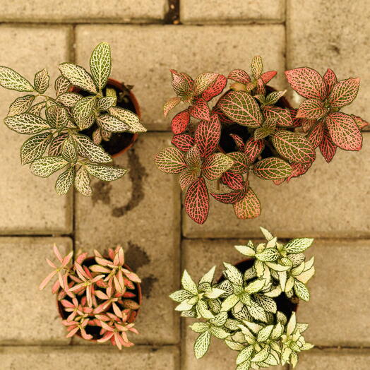 Fittonia Mix