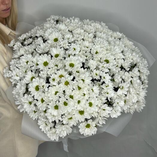 Поле ромашек из кустовой хризантемы