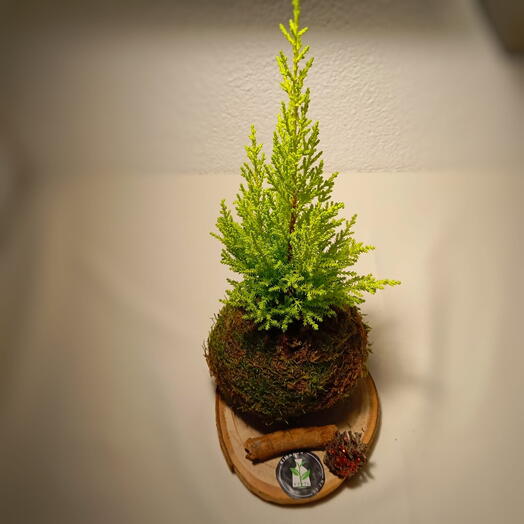 Kokedama Cipres navideno