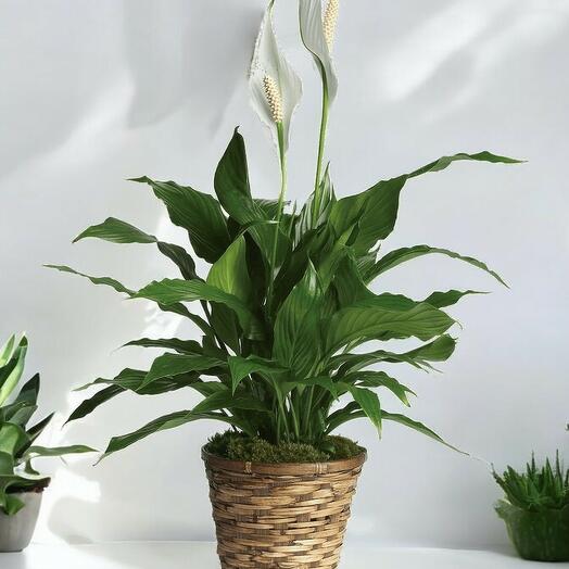 Spathiphyllum Madrid