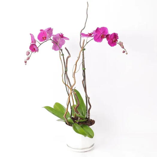 Purple Elegance: Double Stem Orchid in White Pot | Phalaenopsis Orchid Plant