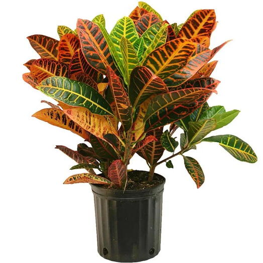 Croton – Codiaeum Variegatum – Garden Croton – Fire Croton – Variegated Croton